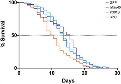 Age-dependent accumulation of tau aggregation in Caenorhabditis elegans